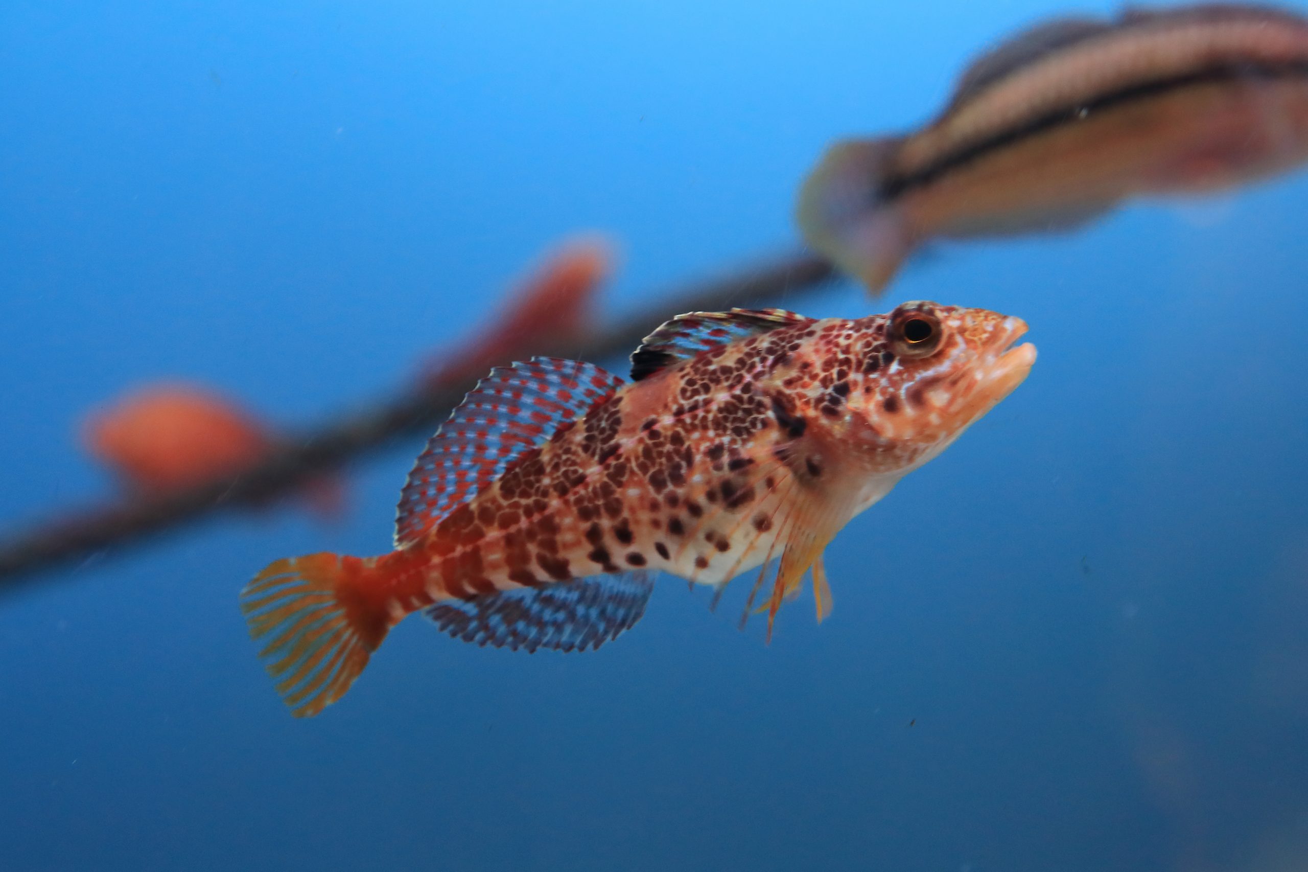 珍産地 ニアス島産 オビモンアゲハ オビアナハゼ - 生きもの図鑑 鳥羽水族館